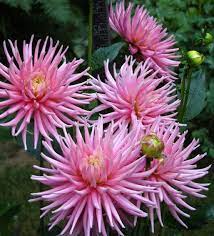 Avec leur port compact, ils conviennent également à une plantation en grands pots sur terrasses et balcons. Dahlia Park Princess Cactus Beautiful Gardens Plants Dahlia