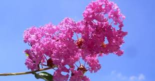 Myrtle Crepe Myrtle It Is Not Uncommon To See The Myrtle Flower Given As A Gift During Weddings This Is Due To The Fac Myrtle Flower Flowers Crape Myrtle