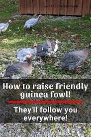 Preview and stats followed by live commentary, video highlights and match report. Train Guinea Fowl To Be Friendly Murano Chicken Farm