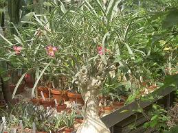 Image result for Adenium oleifolium