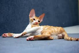 Cat Colours Rex Cat Cornish Rex Cat Cat Colors