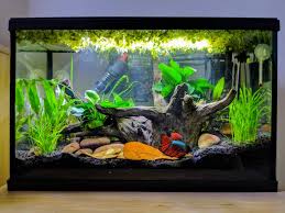My New Betta Tank Bettafish