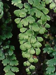 Image result for Adiantum vogelii