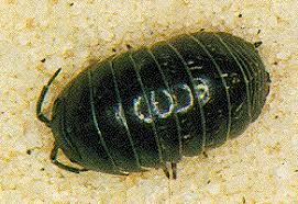 Scientists must have thought so, too, when. How To Kill Pillbugs Get Rid Of Sowbugs