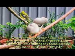 Closed Up Burung Prenjak Tebu Zebra Finch Kandang Aviary Part 8 Youtube Zebra Finch Aviary Zebra