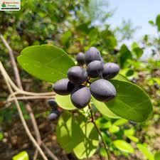 Image result for Carissa spinarum