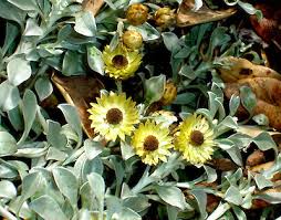 Image result for Helichrysum argyrosphaerum