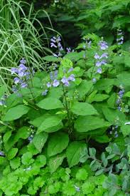 Image result for Scutellaria violascens