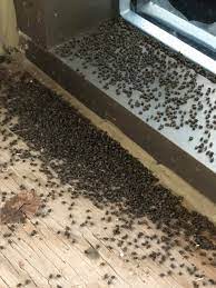 Best obgyns and obstetricians & gynecologists in grand forks, nd. Complete Pest Control Home Facebook