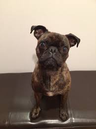 Ok Ok Enough Already Mom Where S The T R E A T You Keep Talking About Bugg Puppies Dog Breeds Boston Terrier Pug