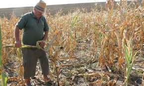 Numele i prenumele , avnd funcia(ile) de la , n temeiul prevederilor ordonanei guvernului nr. Lege Pentru Producatorii Agricoli Afectati De Seceta Inundatii Sau Temperaturi Scazute