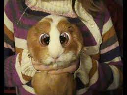 We did not find results for: Glubschi Bugsy Youtube
