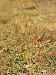 Image result for Schizachyrium brevifolium