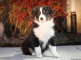 Dog sitting on a chair. Border Collie Mix Puppies For Sale Greenfield Puppies
