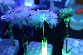 Phosphorescent materials glow for a longer period of time, and what's usually considered 'glow in the dark'. How Do Black Lights Work Why Do Highlighters Look So Bright And How Can You Impress Your Significant Other With Science Sustainable Nano