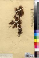 Image result for Combretum holstii