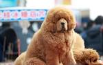 The 10 Fluffiest Dog Breeds - iHeartDogs