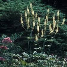 Image result for Agelanthus sambesiacus