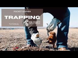 Rid your outdoor space of mosquitoes. Pocket Gopher Trapping Tutorial Youtube