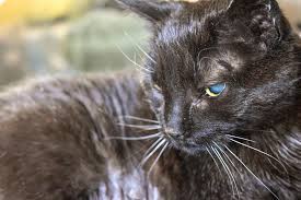 How would a 4 year old child have enough anatomical knowledge to know that sitting on it would stop it breathing, that that would kill it, and that death is forever? My Cat S Death Broke My Brain Modern Loss