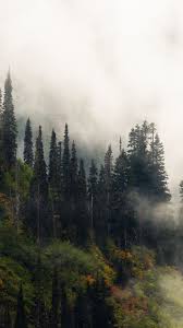 Fog Sunrise Green Trees 1080x1920 Wallpaper Landscape Wallpaper Beautiful Images Nature Tree Wallpaper Choose from hundreds of free forest wallpapers.