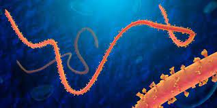 Hanya 10% penderita ebola yang selamat dari infeksi virus ini, tetapi penyakit ini jarang terjadi. Mengenal Sejarah Virus Ebola Halaman All Kompas Com