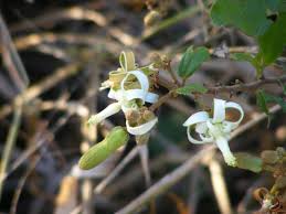 Image result for Grewia sulcata