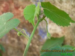 Image result for Abutilon indicum