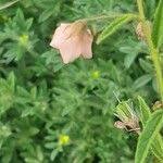 Image result for Hermannia kirkii