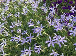 It is not an invasive from asia but instead is native to arkansas (well duh!) and the surrounding states of oklahoma and missouri. Arkansas Blue Star