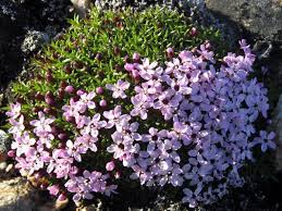 Image result for Aeschynomene mossoensis