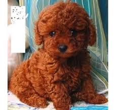 Click here for more infor. Red Maltipoo Puppies Georgia Maltipoo
