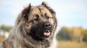 Russian Bear Dog Caucasian Shepherd Breed Info Puppies More Whilst its size might put people off from owning a. russian bear dog caucasian shepherd