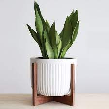 Well you're in luck, because here they. Grande Jardiniere En Gaia Moderne Du Milieu Du Siecle Serti De Bois Massif Manhattan Sol Plante Stand Plant Stand Planters Ceramic Pot