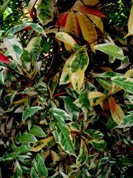 Image result for Excoecaria