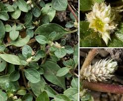 Image result for Alternanthera caracasana
