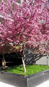Distinguished from plum blossoms in that cherry petals have slits at the ends of the petals. Blooming Tree In Spring Des Moines Iowa Vacation Spots Blooming Trees Vacation Destinations