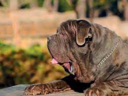 Neapolitan mastiff price & cost range. Neapolitan Mastiff Dog Breed Complete Guide Az Animals