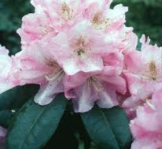 Rhododendron Janet Blair
