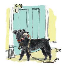 Wir haben auch eine offene treppe, die können manche hunde nicht laufen, ist ihnen wohl unheimlich. Die Lebenslust Alter Hunde Lumpi4 De Hundemagazin