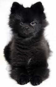 Black And Brown Pomeranian Puppies For Sale One Year Five Months Pomeranian Dog Cute Dogs Pomeranian Puppy