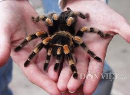 Kết quả hình ảnh cho hình ảnh nhện