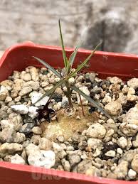 Image result for Brachystelma