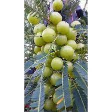 Although the entire tree was used for over 5,000 years, today the fruit is the most popular. Amla Tree à¤«à¤² à¤• à¤ª à¤¡ à¤« à¤° à¤Ÿ à¤Ÿ à¤° In Pakharsangvi Latur Sk Hitech Nursery Id 15329970188