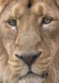 Asiatic Lion Male Asiatic Lion Animals Beautiful Beautiful Cats