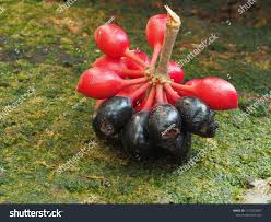 Image result for Annonaceae