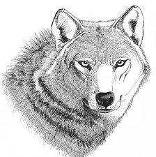 Se sei un insegnante di disegno, un. Comunicati Stampa Ans Associazione Naturalistica Sandonatese