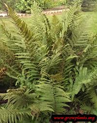 Dryopteris or wood ferns plant in autumn on sunny day. Dryopteris Filix Mas How To Grow Care