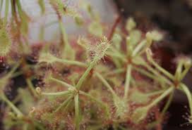 Image result for Drosera madagascariensis