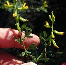 Image result for Melolobium